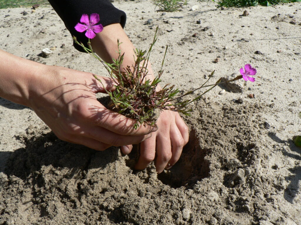 Gärtnerisches Arbeiten