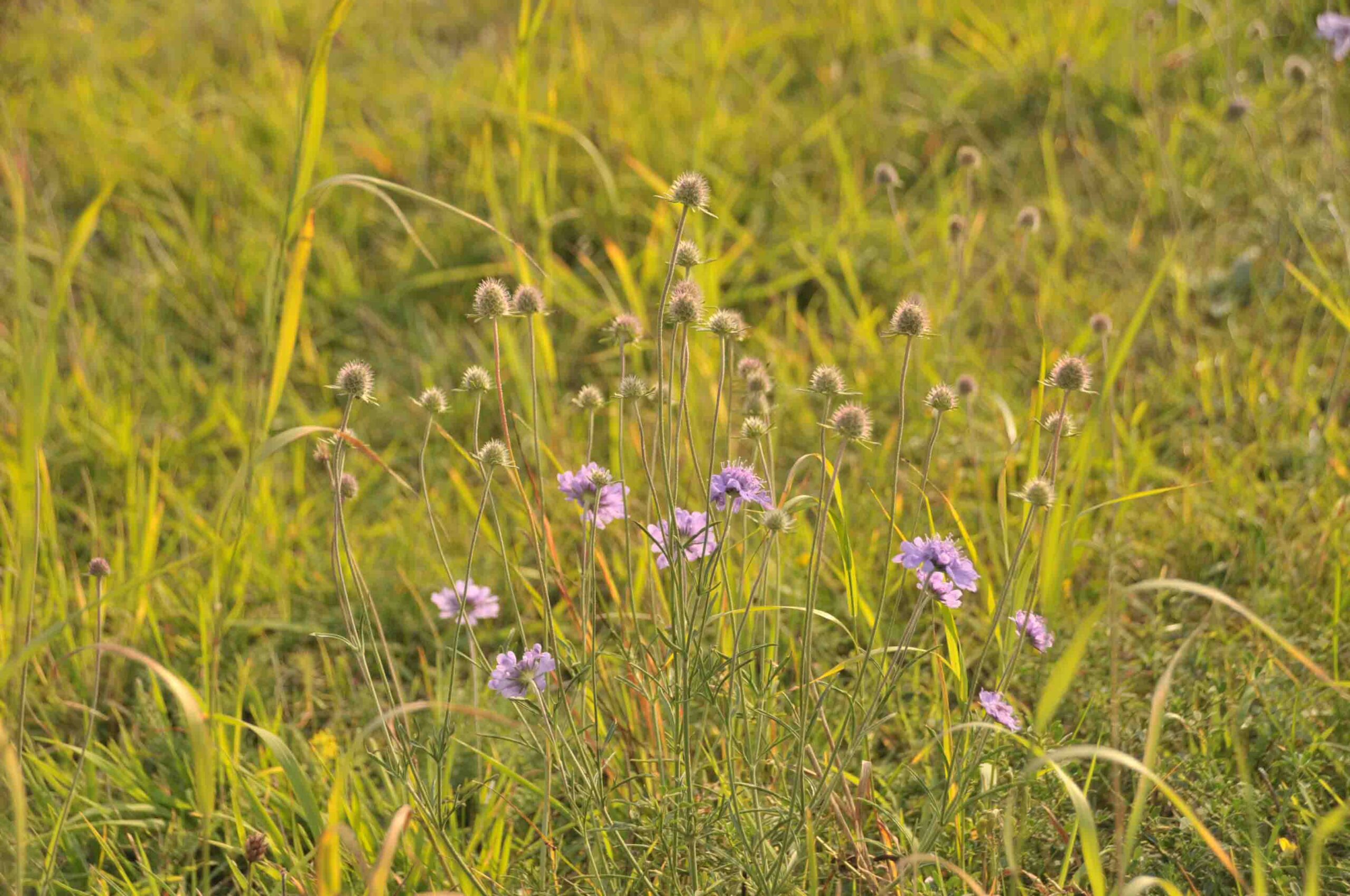 Scabiosa canescens